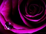 Rose For dear Purple-Haze