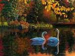 Lovely Swans