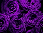 Roses in purple