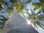 View up a Palm Tree