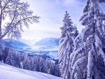 Beautiful Winter