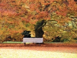 Autumn Bench!