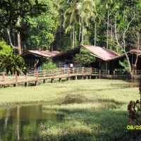 Palm Shags in the jungle of Goa/India