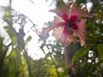 Sun Ray through a Hibiscus Flower