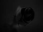 Black Rose!
