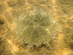 Red Sea benthic jellyfish