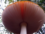 Mushroom