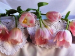 Lovely pink  tulips