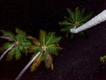 Stars at Night and Palms