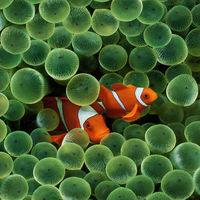 Two Clown Fish