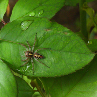 Garden Spider