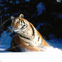 Siberian tiger making a quick turn in the snow