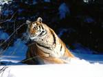 Siberian tiger making a quick turn in the snow