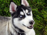 Siberian Husky with Cold Blue Eyes