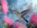Colibri Bird
