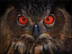 Red eyed Owl