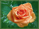 Orange rose