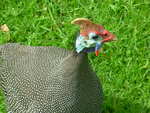 Guinea fowl