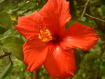 Red hibiscus
