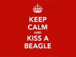 Beagle â™¥