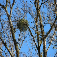 Paseo on 29.October 2013 (10)