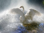 Graceful Swan