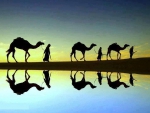 camels