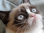 Grumpy Cat