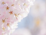 Cherry Blossom Flower in HD!