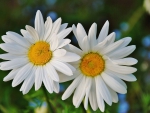 Two Daisies in Love :)