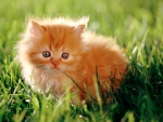orange kitten