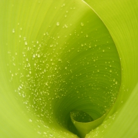 When water droplet accompanies the leaf.