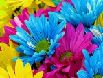 Colourful Daisies for Beautiful-Life!