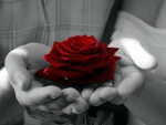 Red Rose!