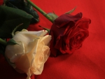 Red and White Rose!