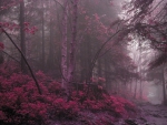 trail in a foggy magenta forest