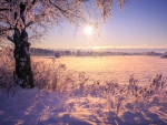 Beautiful Winter