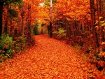 Autumn path