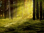 Sunlit Forest!