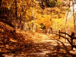 Autumn Forest Trail!