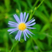 Cute Lil Purple Flower