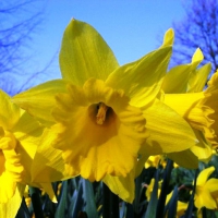 Beautiful Daffodils