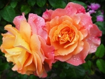 Beautiful Roses!