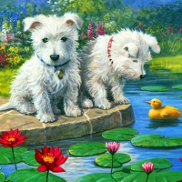 Westie pups