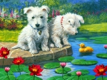 Westie pups
