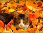 Autumn Cat