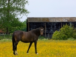 Beautiful Horse in a Yellow Field