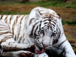 white tiger