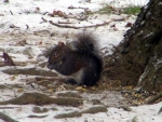 Grey Squirrel Eating Nuts