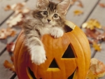 Halloween kitty for my dear friend carmenmbonilla 